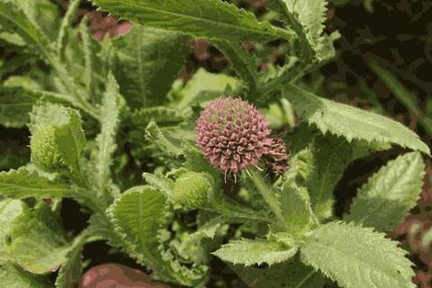 Cách thải độc gan với loài cây lạ