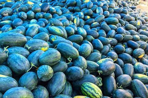 Giá nông sản hôm nay 21/4/2026: Nhiều mặt hàng có mức giá thấp