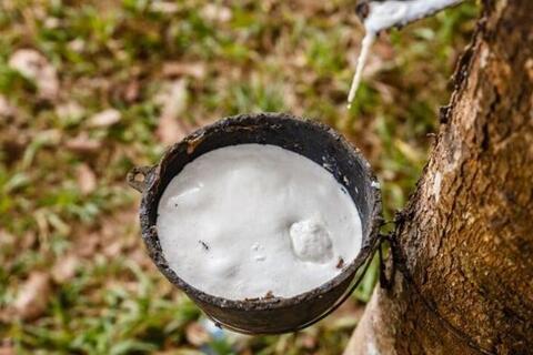 Giá cao su đồng loạt tăng, rủi ro nguồn cung vẫn đè nặng thị trường