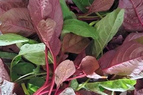 Lý do muốn bổ thận nên hạn chế ăn rau dền