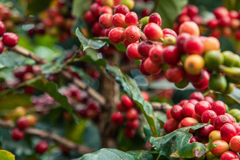 Giá cà phê thế giới tăng mạnh do lo ngại thiếu nguồn cung