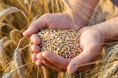 Giá lúa mì tăng vọt trong bối cảnh rủi ro nguồn cung gia tăng