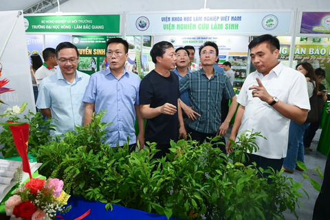 Thị trường dược liệu mở rộng, sâm Lai Châu đứng trước cơ hội bứt phá