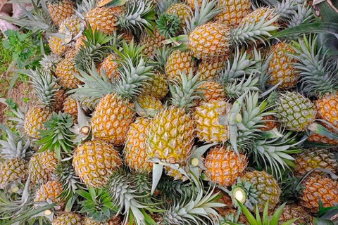 Giá nông sản hôm nay, ngày 28/4: Nhiều mặt hàng được giá