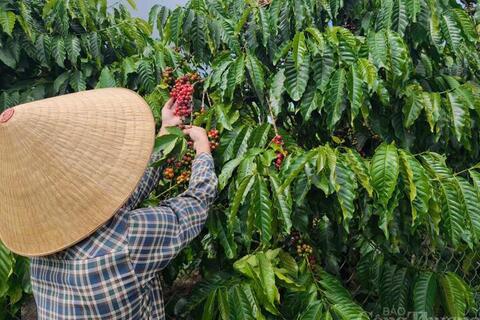Giá cà phê hôm nay 4/5/2026: Duy trì mức giá 86.000 - 86.500 đồng/kg