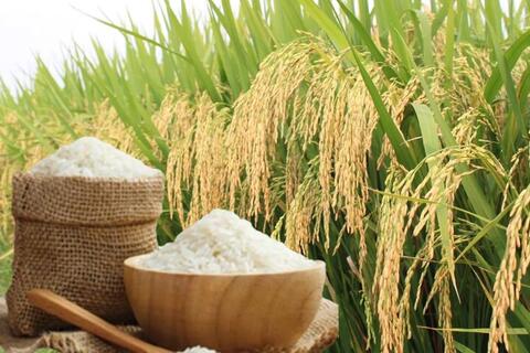 Giá lúa gạo hôm nay ngày 15/5/2026: Gạo thường giảm 1.000 đồng/kg