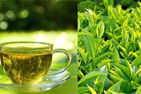 Uống chè xanh đúng thời điểm để hỗ trợ thải độc gan tự nhiên