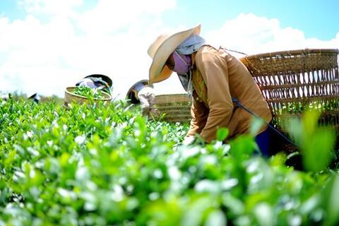 Xuất khẩu chè: Nâng cao năng lực cạnh tranh từ chiến lược dài hạ1