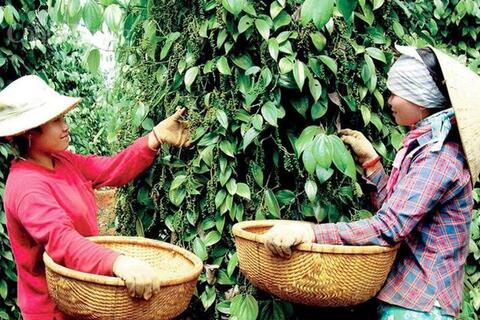 Giá tiêu hôm nay 4/6/2026: Thị trường trầm lắng