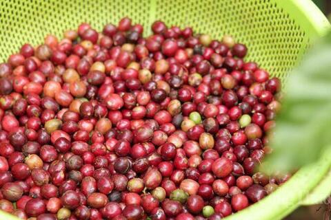 Giá cà phê Arabica tăng mạnh do mưa lớn cản trở thu hoạch tại Brazil
