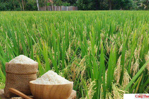 Giá lúa gạo hôm nay ngày 13/7/2026: Tấm thơm tăng nhẹ