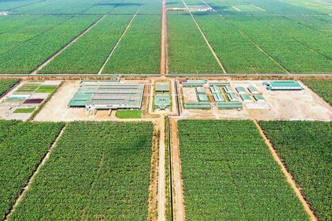 Thaco Agri: Lợi nhuận 2025 bứt phá, lỗ lũy kế lùi về mức hơn 1.250 tỷ đồng
