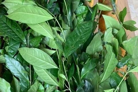 Cách uống trà xanh mỗi ngày có lợi cho gan