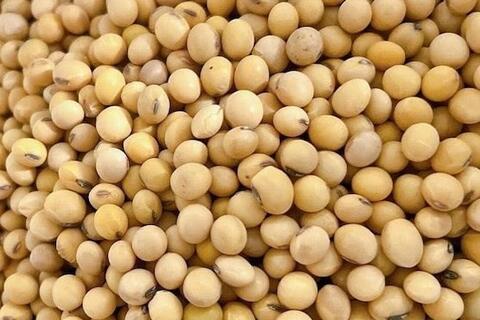 Loại tinh bột có lợi cho gan