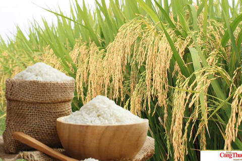 Giá lúa gạo hôm nay ngày 30/7/2026: Gạo nguyên liệu xuất khẩu tăng nhẹ