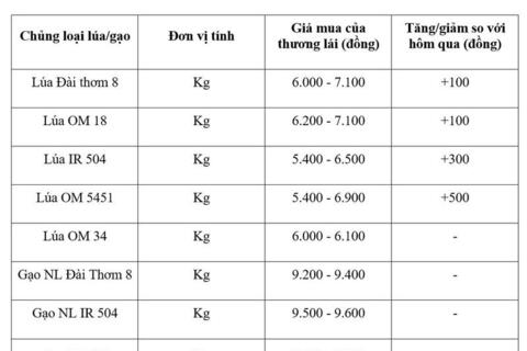 Giá lúa gạo hôm nay ngày 31/7/2026: Lúa tươi đồng loạt tăng