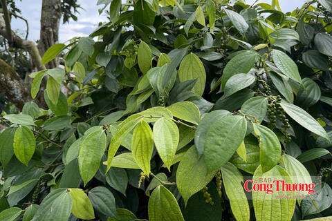 Giá tiêu hôm nay 13/8/2026: Ổn định ở ngưỡng 136.000 – 139.000 đồng/kg