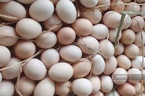 Giải độc gan và trứng: Những điều cần biết