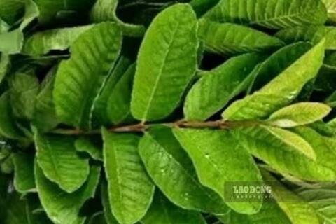Hướng dẫn bà nội trợ cách uống nước lá ổi để hỗ trợ giảm mỡ bụng, giảm cân