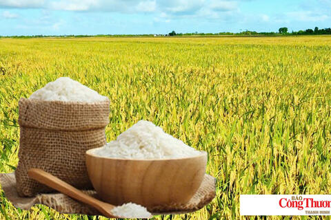 Giá lúa gạo hôm nay ngày 4/9/2026: Gạo thơm Jasmine tăng 500 đồng/kg