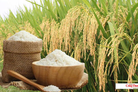 Giá lúa gạo hôm nay ngày 11/9/2026: Lúa tươi biến động trái chiều