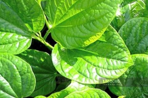 Loại lá giúp hỗ trợ hạ axit uric người bệnh gout nên ăn