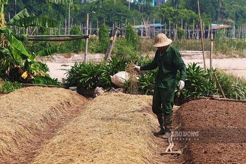 Người dân Tây Tựu tất bật cải tạo đất, khôi phục trồng hoa sau trận mưa ngập kéo dài