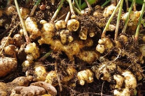 4 cách kết hợp với gừng giúp tăng cường chức năng gan, thận