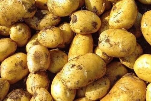 7 nguồn protein thực vật giúp phục hồi cơ bắp trong thời tiết lạnh