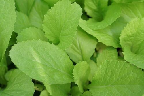 Thực phẩm bổ dưỡng nên bổ sung trong bữa ăn