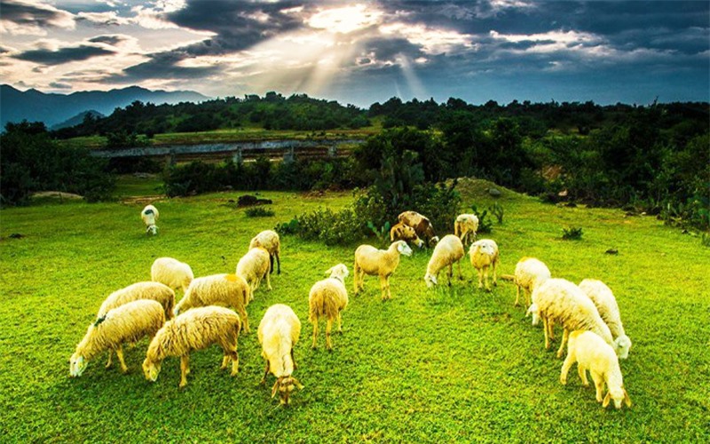 Đồng cừu An Hòa: Điểm “check-in” gây sốt ở Ninh Thuận -0