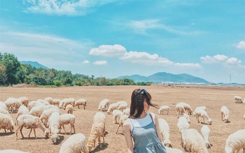 Đồng cừu An Hòa: Điểm “check-in” gây sốt ở Ninh Thuận -0