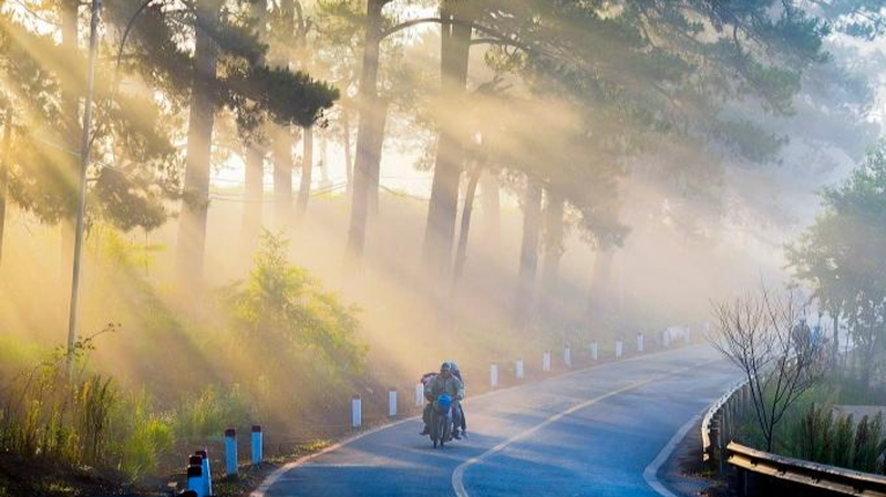 Đà Lạt gây ấn tượng với du khách bởi tiết trời mát mẻ, phong cảnh lãng mạn và người dân mến khách. Trên ảnh là ánh nắng xuyên qua hàng thông dọc quốc lộ 20, đoạn nhà thờ Đa Lộc, xã Xuân Thọ, Đà Lạt. Ảnh: Nguyễn Ngọc Ga