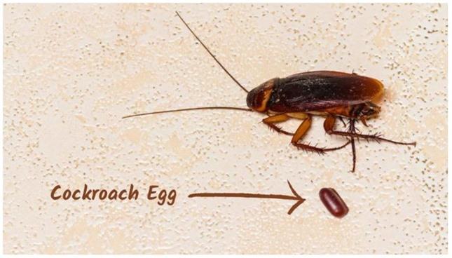 Loài gián vẫn sống ngay cả khi thiên thạch làm khủng long tuyệt chủng ảnh 4