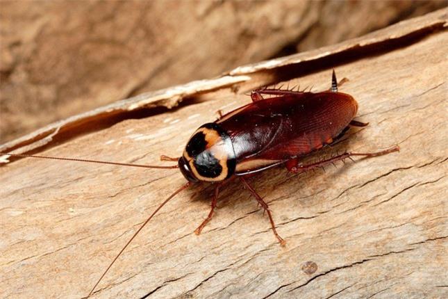 Loài gián vẫn sống ngay cả khi thiên thạch làm khủng long tuyệt chủng ảnh 2