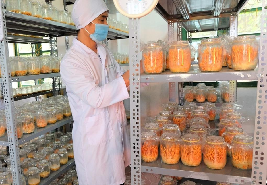Nấm đông trùng hạ thảo được nuôi trồng trong môi trường bán tự nhiên tại TRAPHACO Sa Pa, Lào Cai. Nấm đông trùng hạ thảo được nuôi trồng trong môi trường bán tự nhiên tại TRAPHACO Sa Pa, Lào Cai.