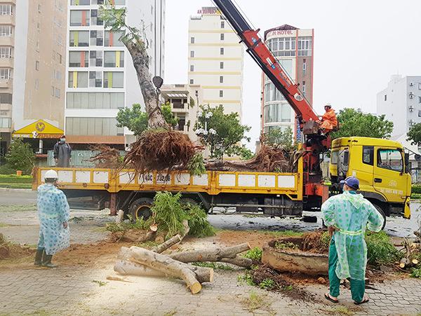 Những gốc cây lớn được đưa về vườn ươm của Công ty để trồng hồi phục trở lại Những gốc cây lớn được đưa về vườn ươm của Công ty để trồng hồi phục trở lại