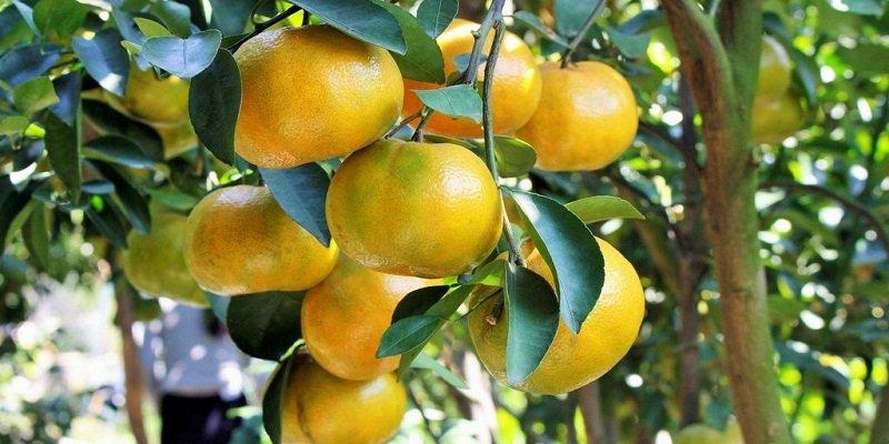cach-chon-quyt-ngot-thom-ma-khong-phai-ai-cung-biet-1_800x400