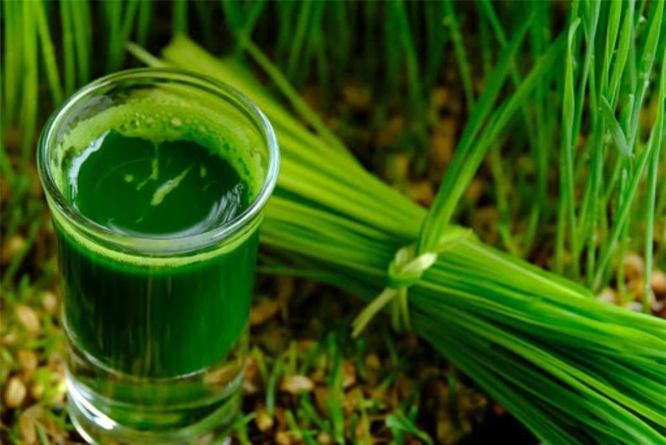 Bất ngờ với những công dụng của nước ép cỏ lúa mì