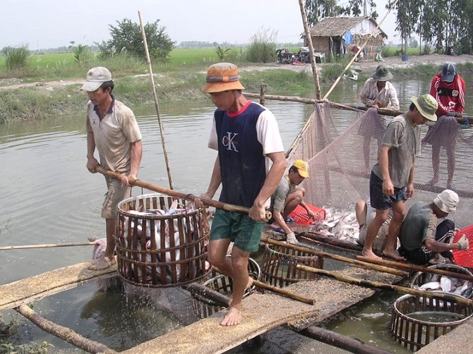 Người nuôi cá tra có lãi nên nguồn liệu cá luôn ổn định, DN chủ động được nguồn hàng