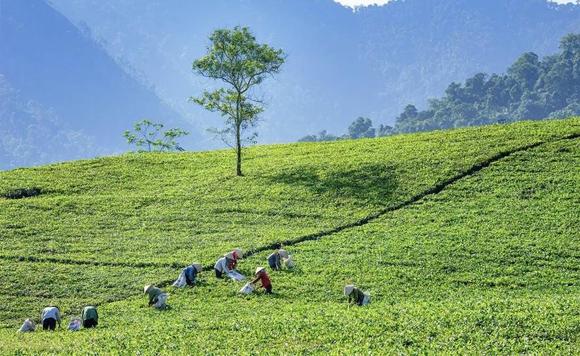 Về Thái Nguyên uống trà, ngắm cảnh, thưởng thức đồ ăn ngon  ảnh 1