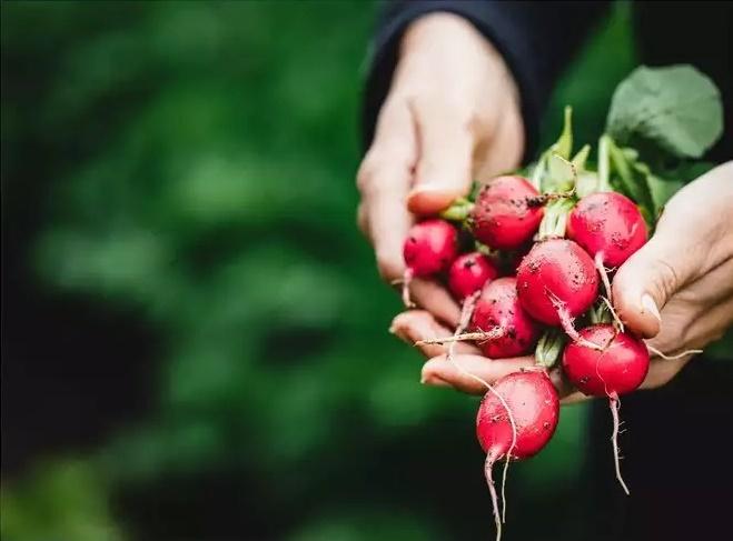 6 mẹo bảo quản củ cải tươi lâu ai cũng cần biết