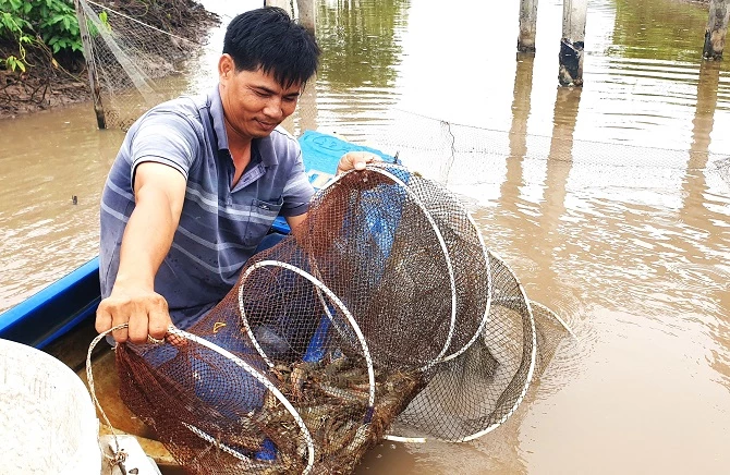 Thu hoạch tôm ở Cà Mau.