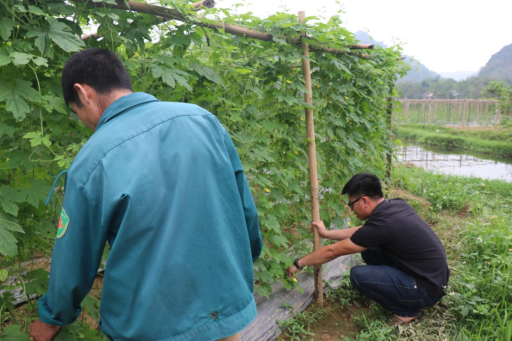 Kiên đã từng phải đi tới từng mảnh ruộng để thuyết phục bà con tại xã Đú Sáng và Độc Lập thay đổi thói quen canh tác nông nghiệp truyền thống. ảnh 6