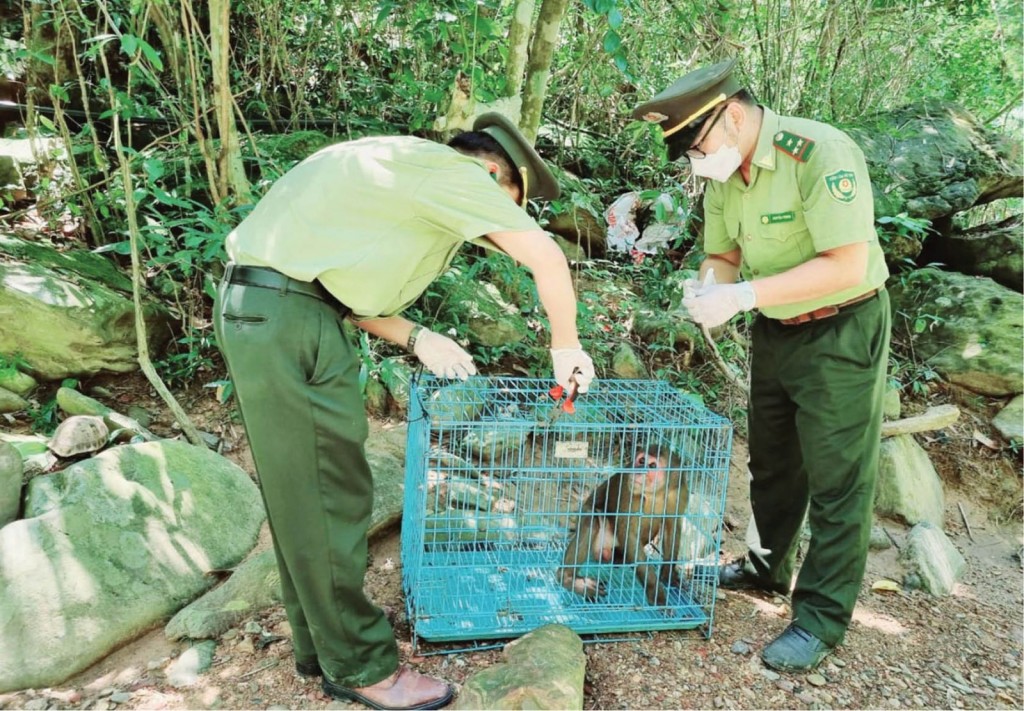 Ngăn chặn nhập lậu, vận chuyển trái phép động vật...