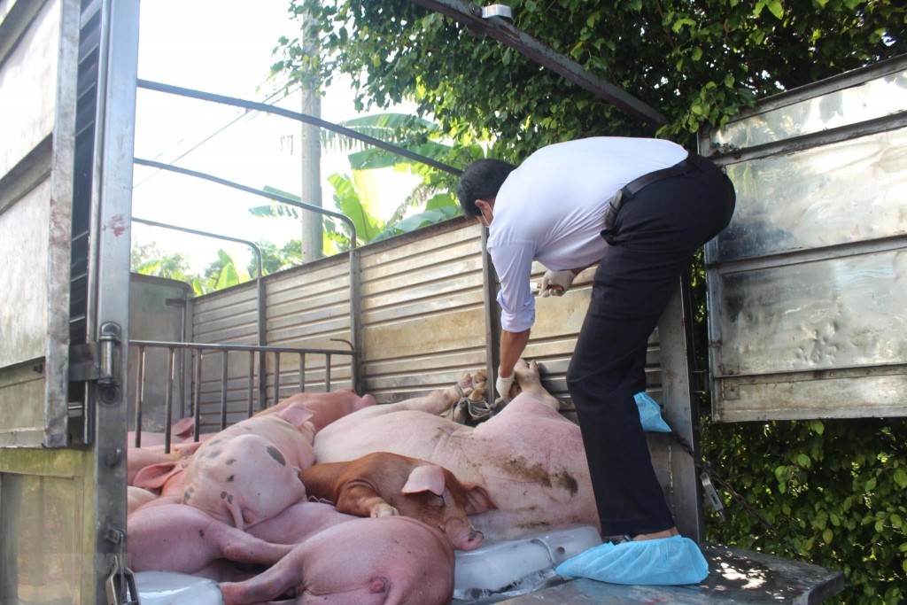 Ngăn chặn nhập lậu, vận chuyển trái phép động vật...