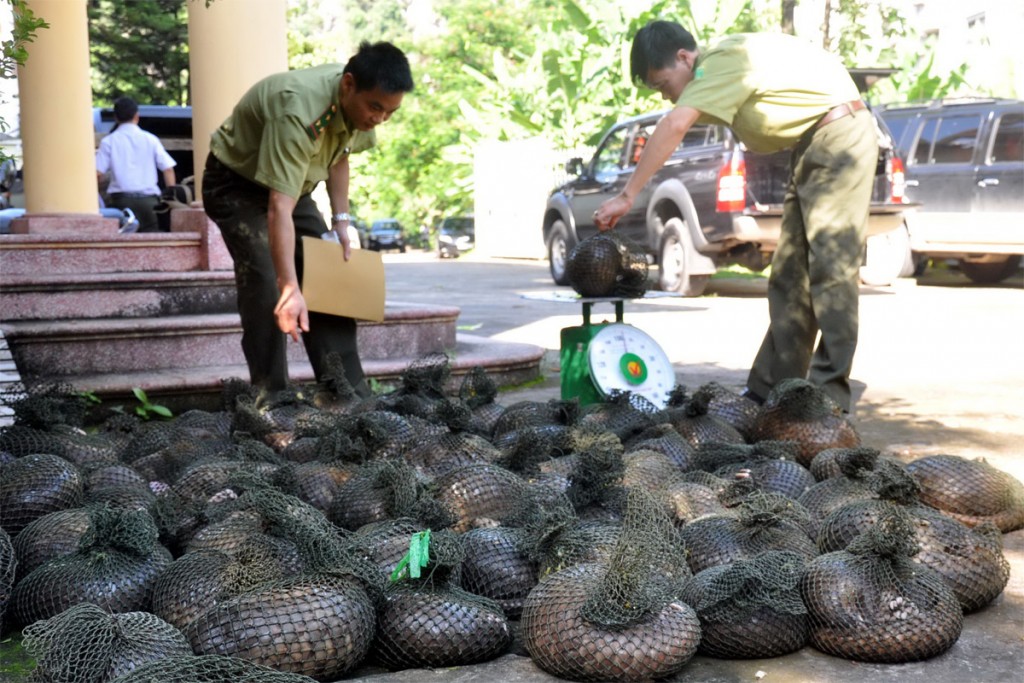 Ngăn chặn nhập lậu, vận chuyển trái phép động vật...