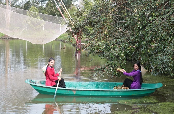 Cheo thuyền hái vú sữa dưới ao.