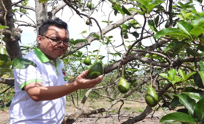 Người làm nên thương hiệu “Bơ Ông Hoàng”