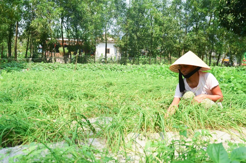 Nhờ nguồn vốn từ NHCSXH mà người dân dễ dàng phát triển thương hiệu “Ném củ vùng cát Hải Lăng”